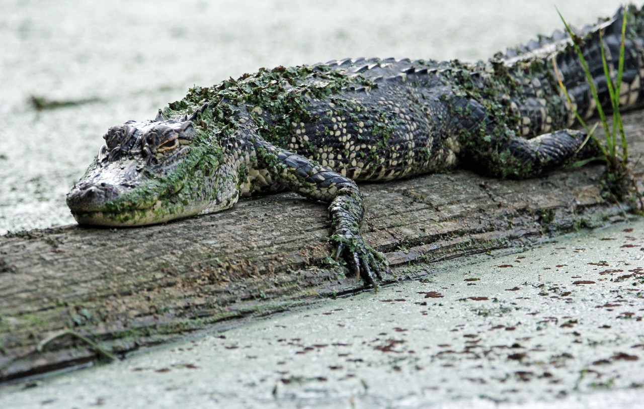 Gator on log