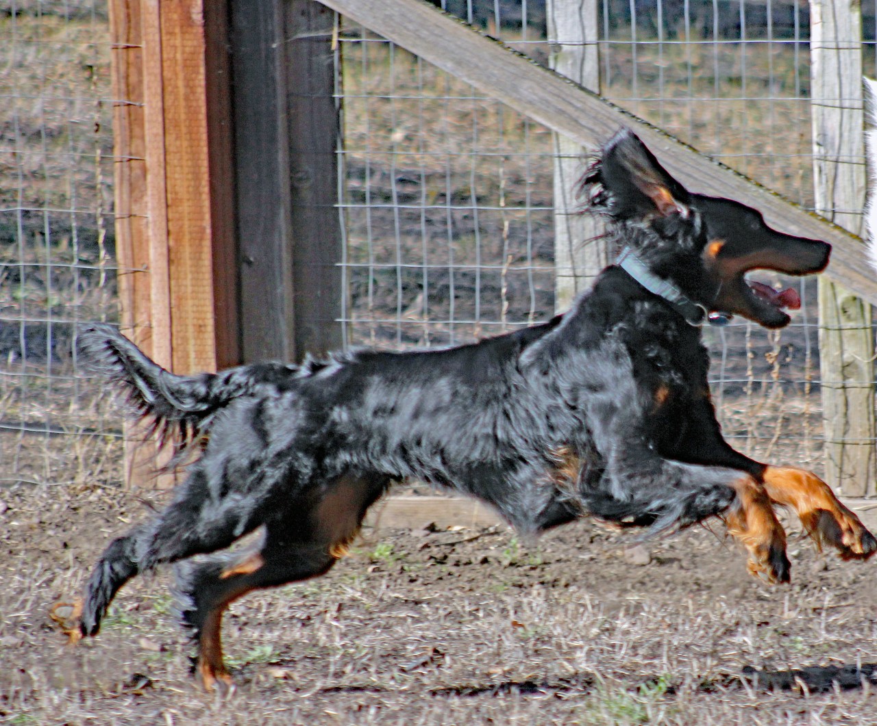 Lexi running dog park 3