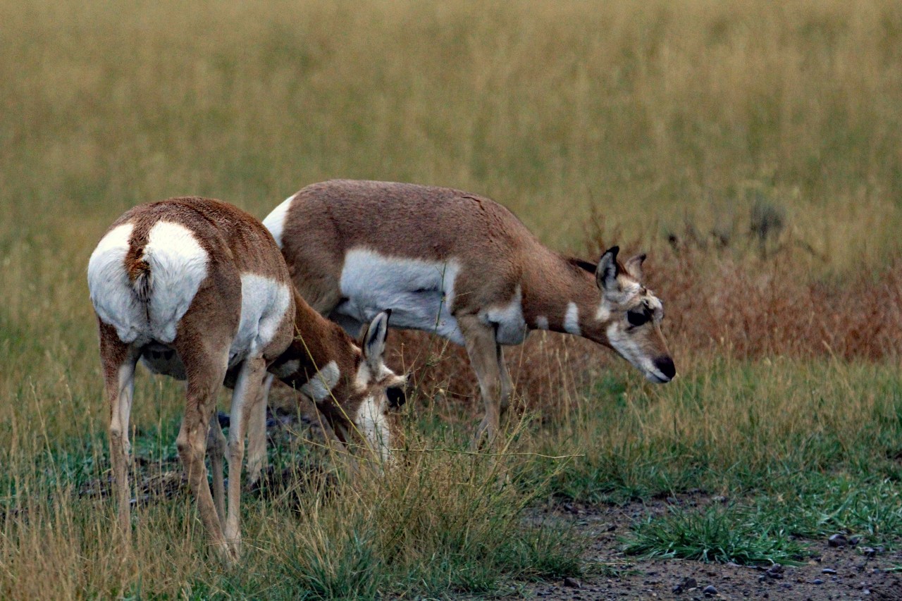 Feeding pronghorn