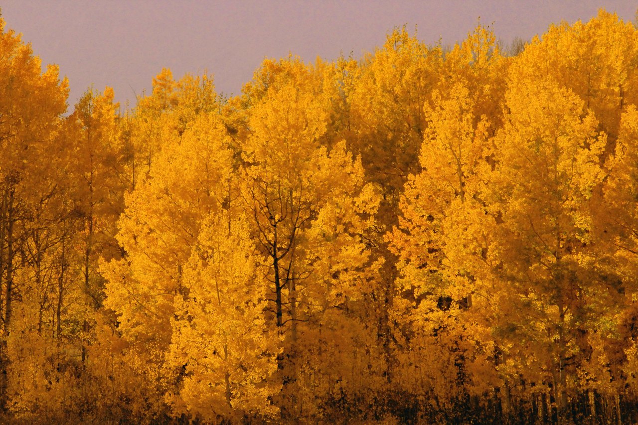 Golden trees