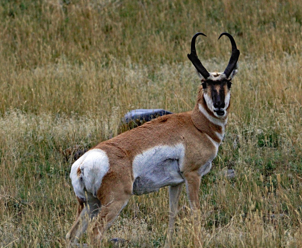 Pronghorn