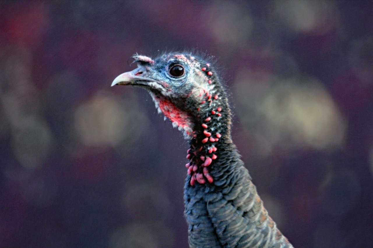 Turkey profile 1
