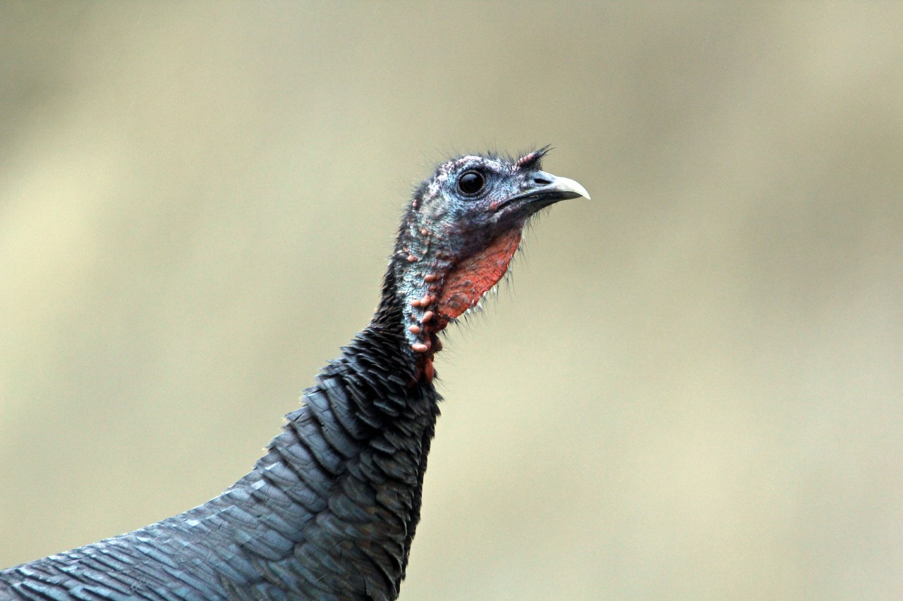 Turkey profile 2