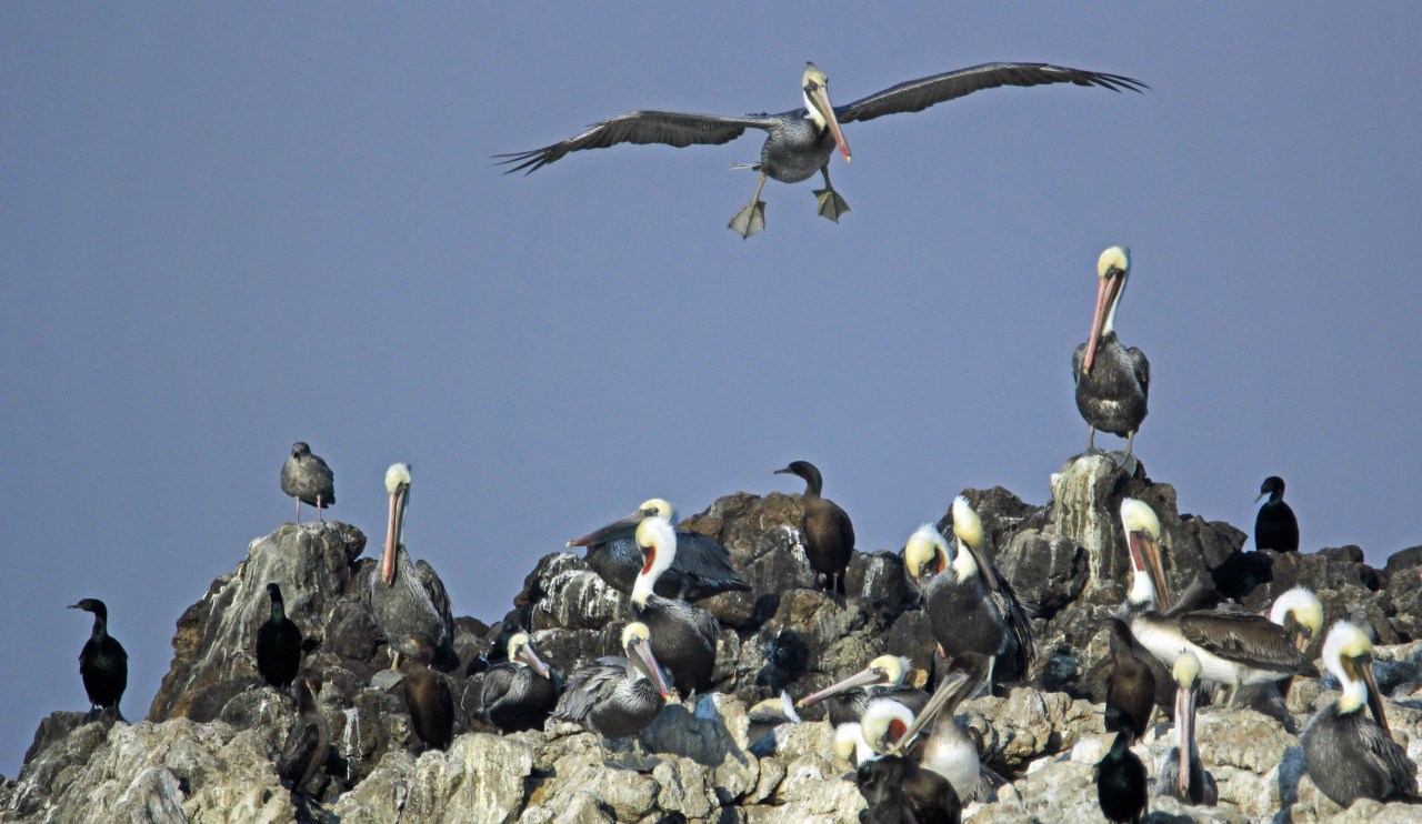 Landing Pelican
