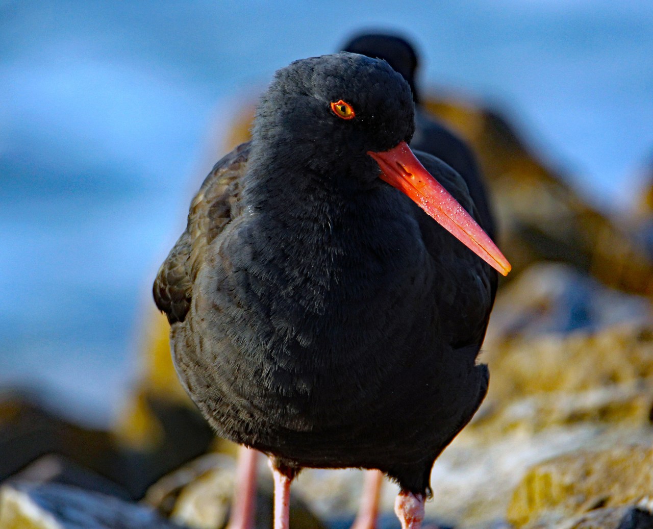 Oystercatcher 3