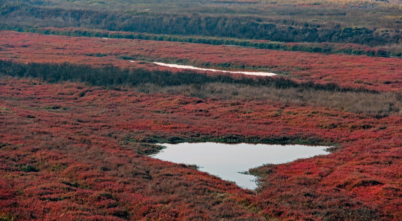 Pescadero Marsh 2