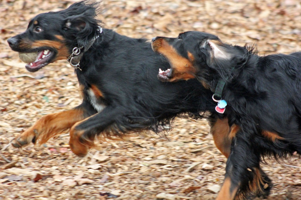 boots and lexi chase
