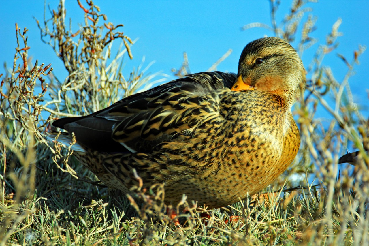brown duck shore 2 with edits