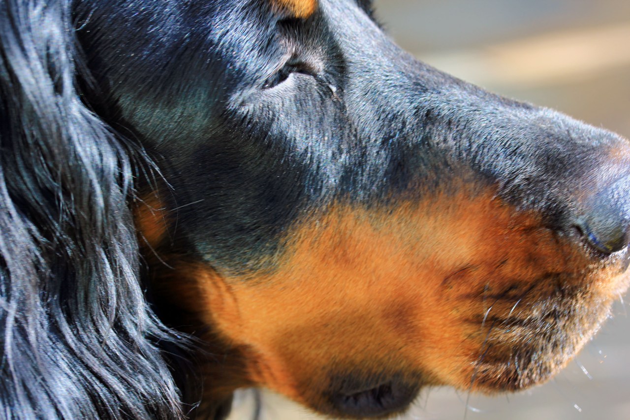 lexi enjoying the sun