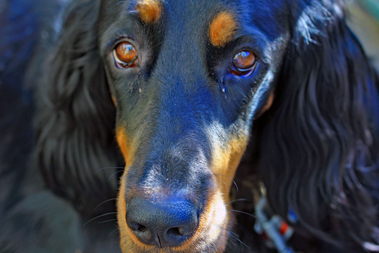 lexi full face portrait