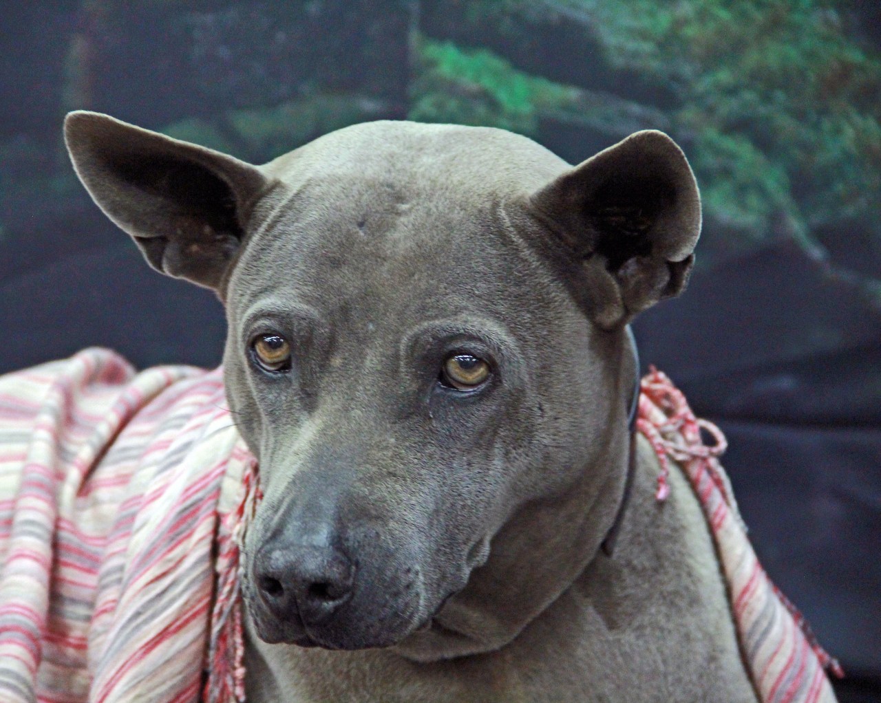 thai ridgeback2