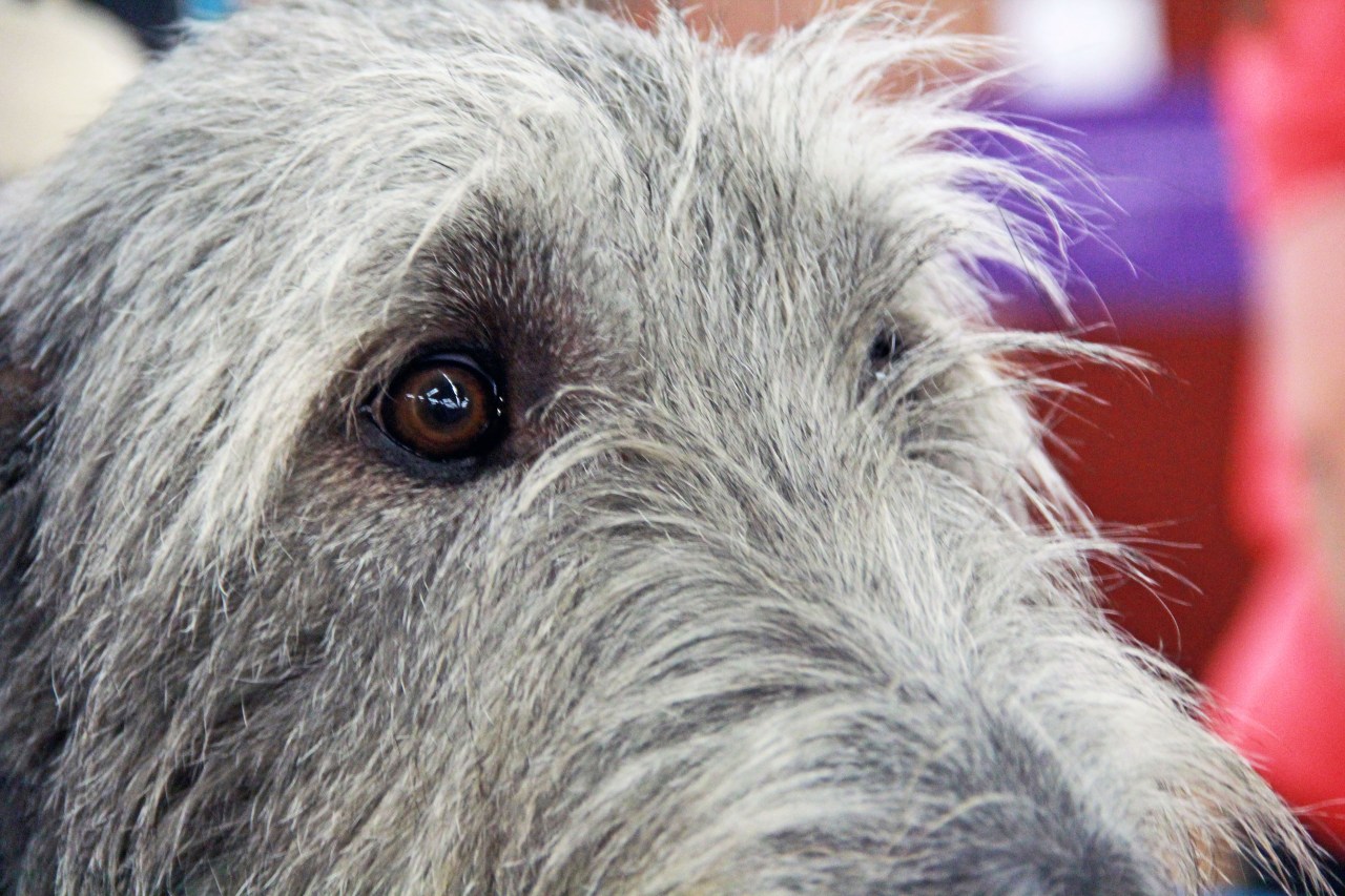 wolfhound eyes2