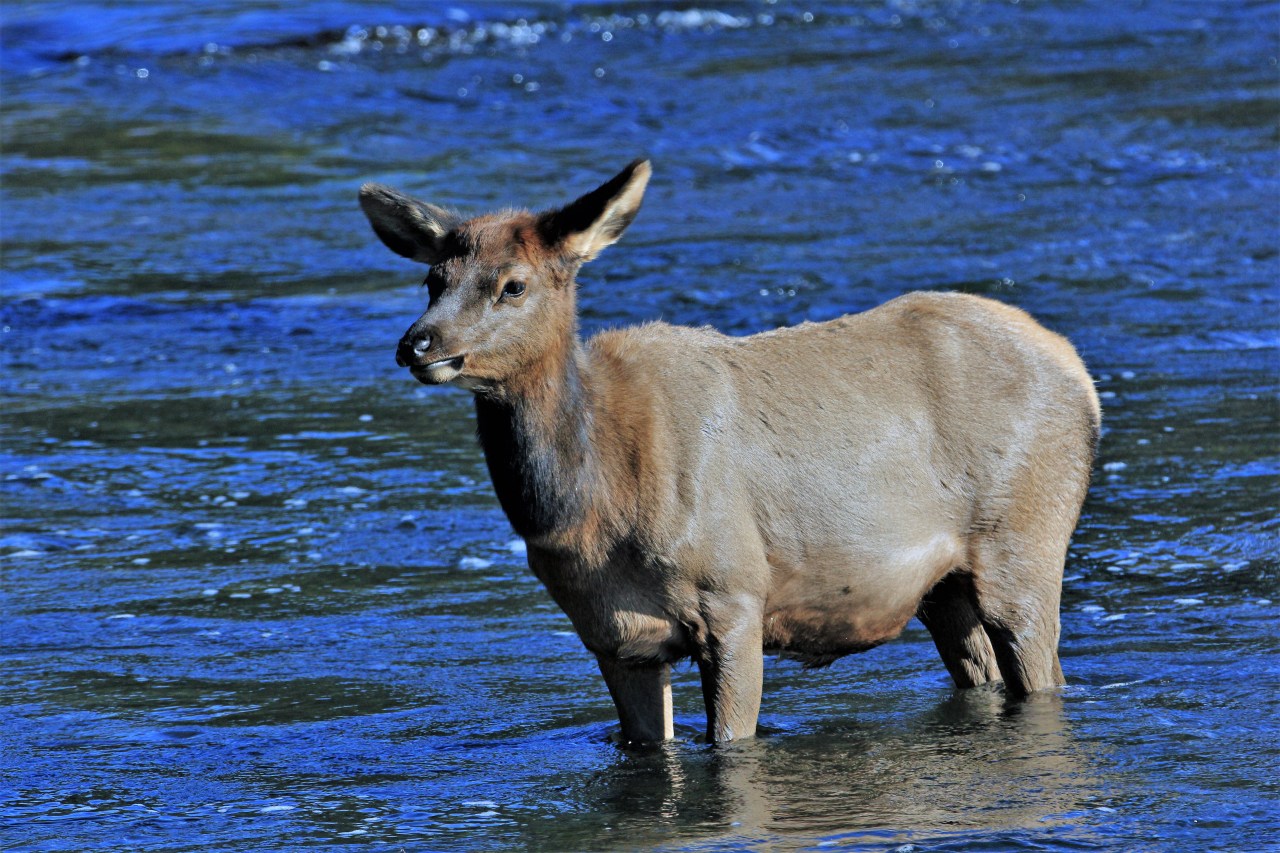 Baby elk madison river blog