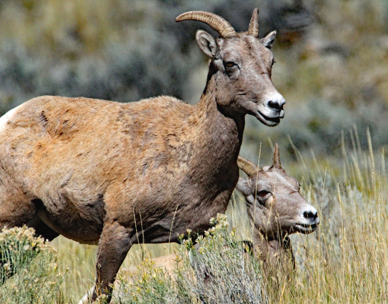 Big Horn Sheep 2