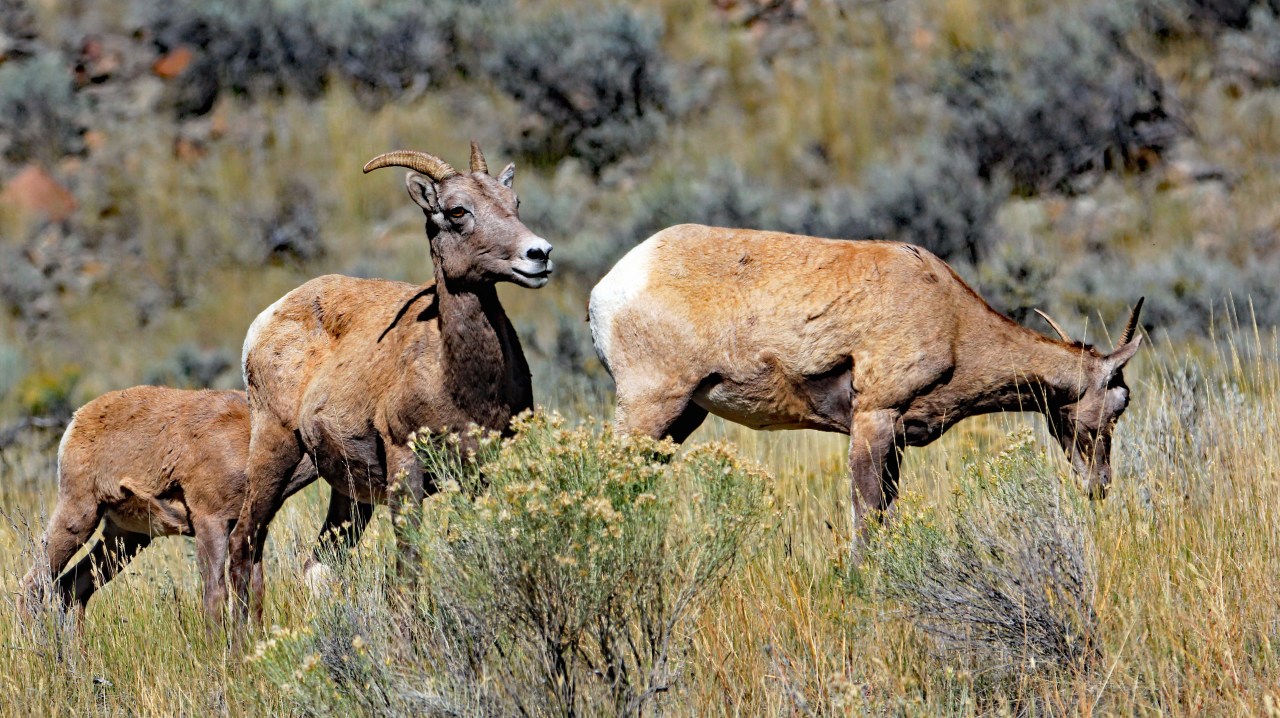 Big Horn Sheep 3