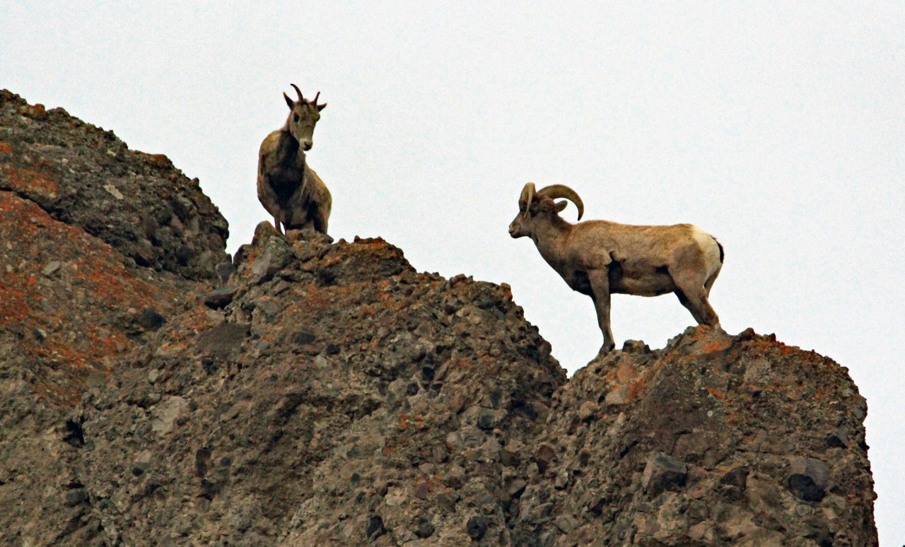 Big Horn Sheep