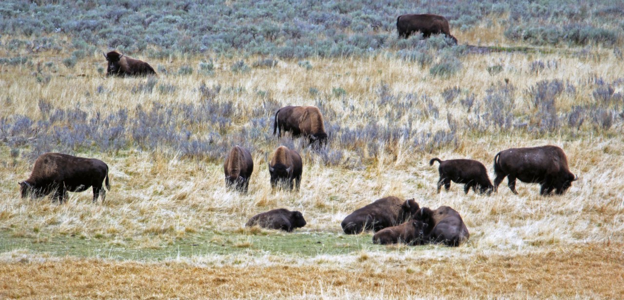 Buffalo grazing Hayden valley