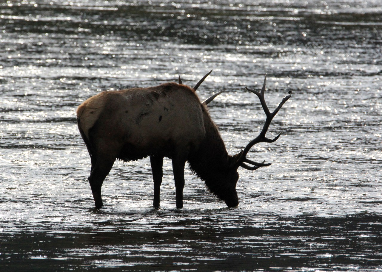 Bull Elk Water