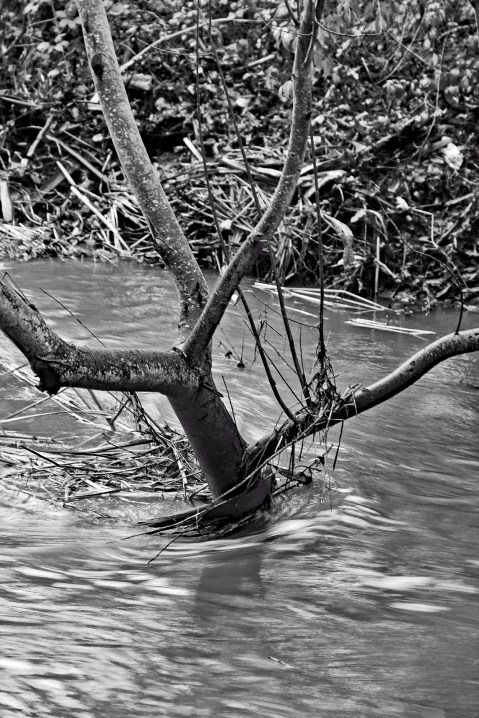 Creek Tree mono
