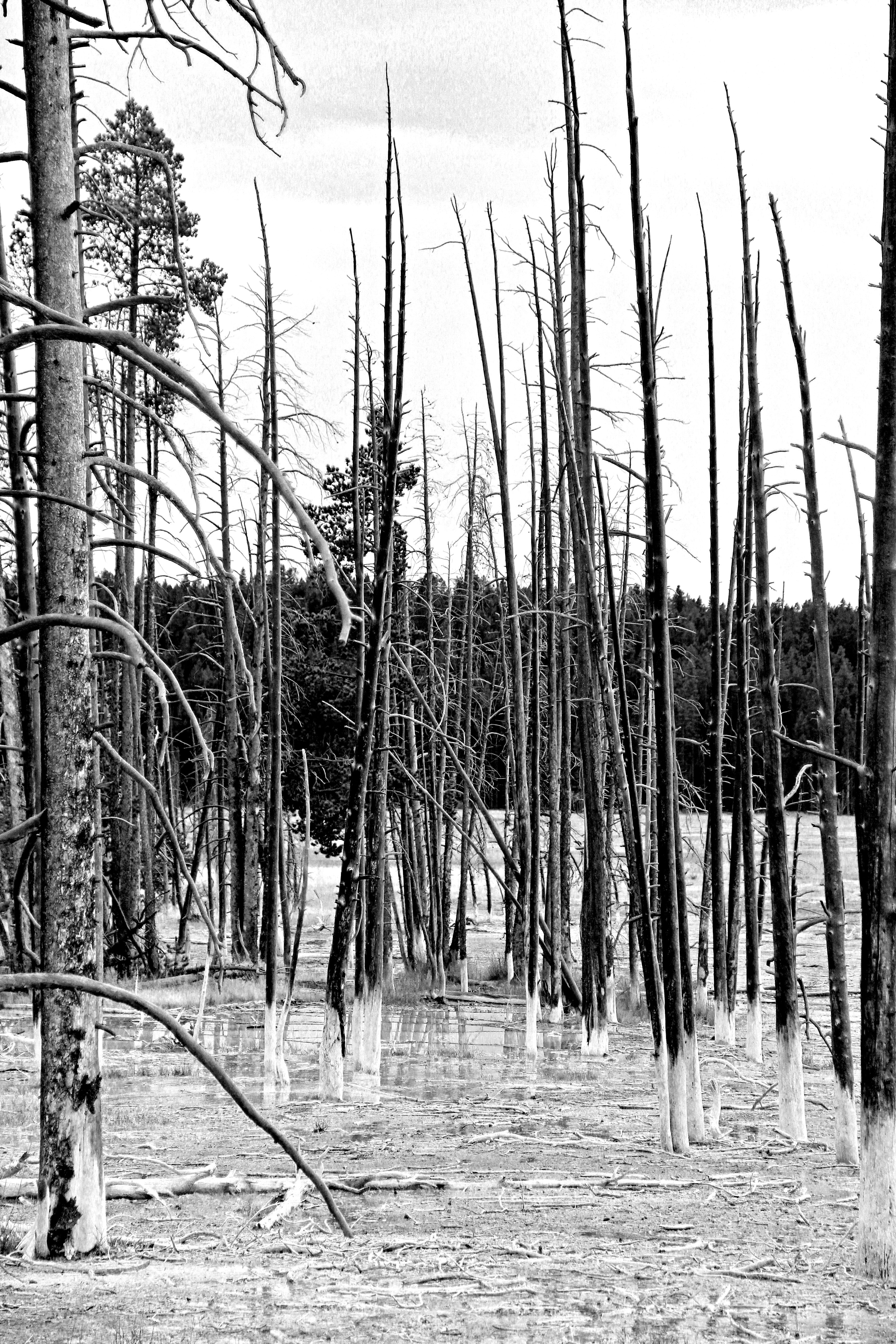 Dead trees Cistern Spring Mono
