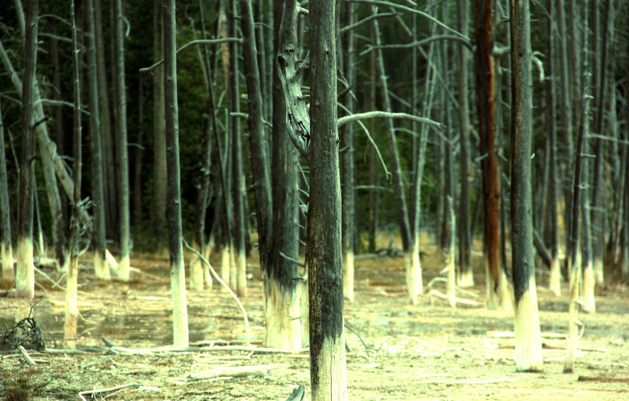 Dead trees Cistern Spring Norris geyser basin