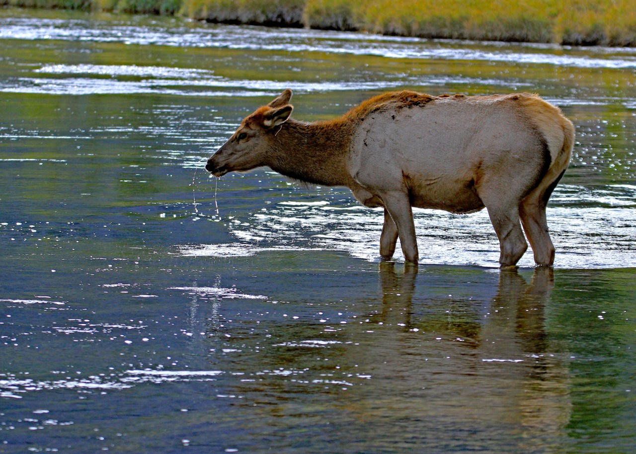 Female elk 1