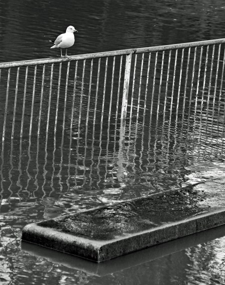 Gull and bench