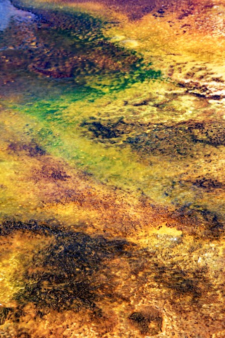 Thermophiles Upper Geyser Basin