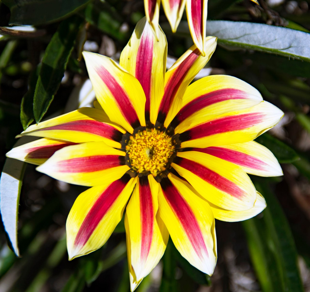 Yellow and red flower2