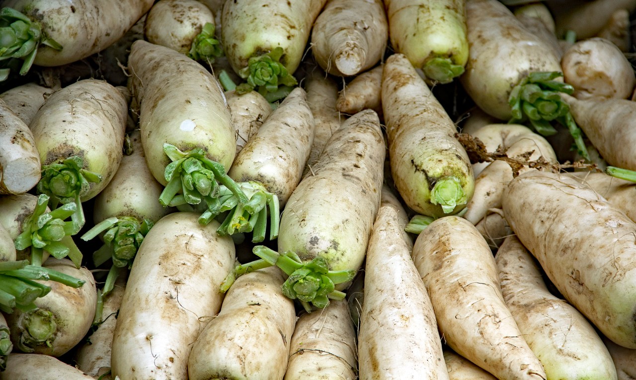 Radish