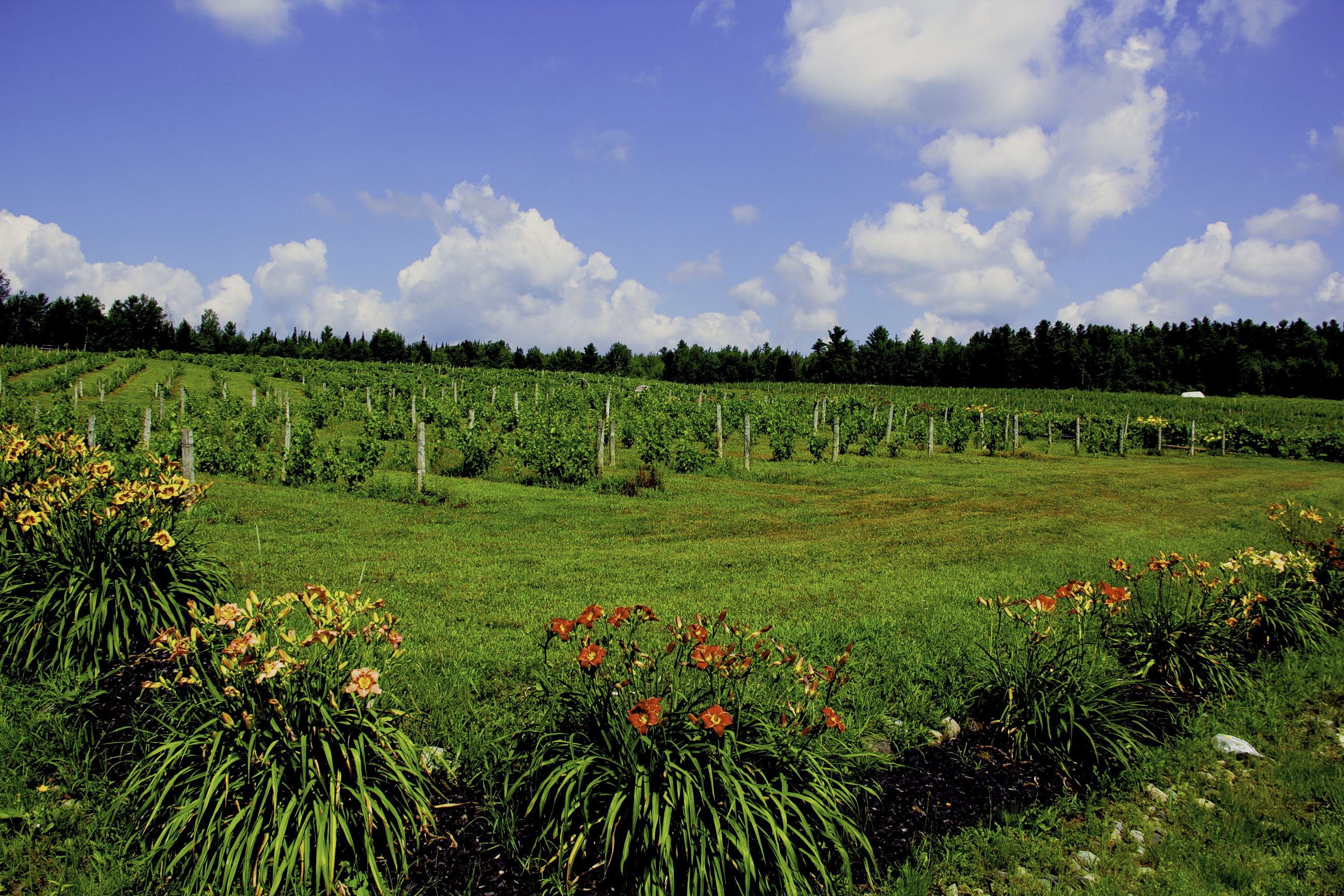 Le Cap de Argent fields 2