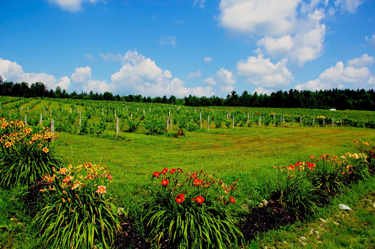Le Cap de Argent fields 2