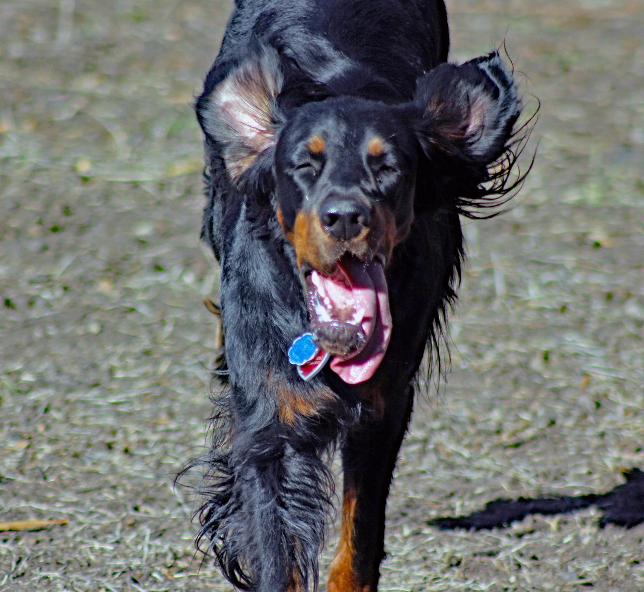 Lexi running dog park 2