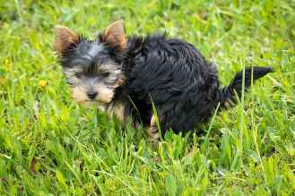 yorkshire terrier puppy on green grass field