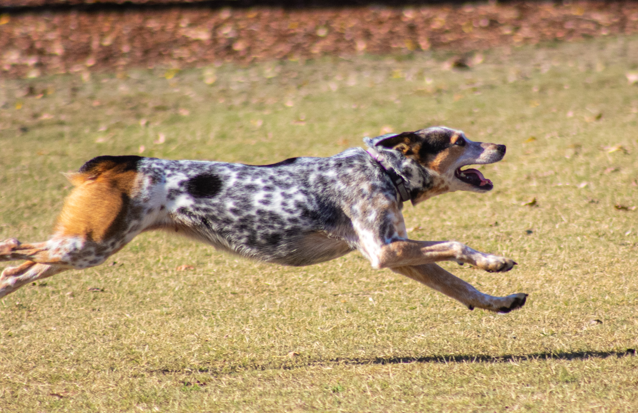 Frisbee dog 2
