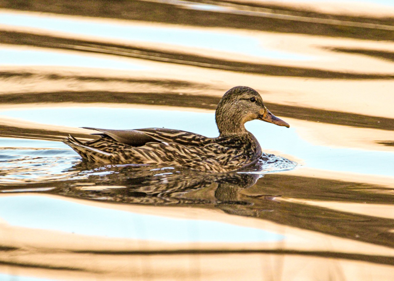 Pinole Creek Duck