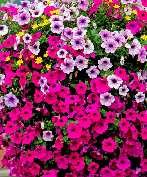 North Hatley Flowers