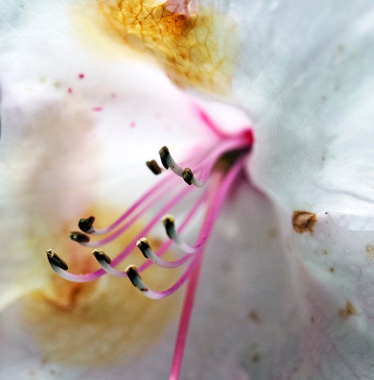 White flower stamen