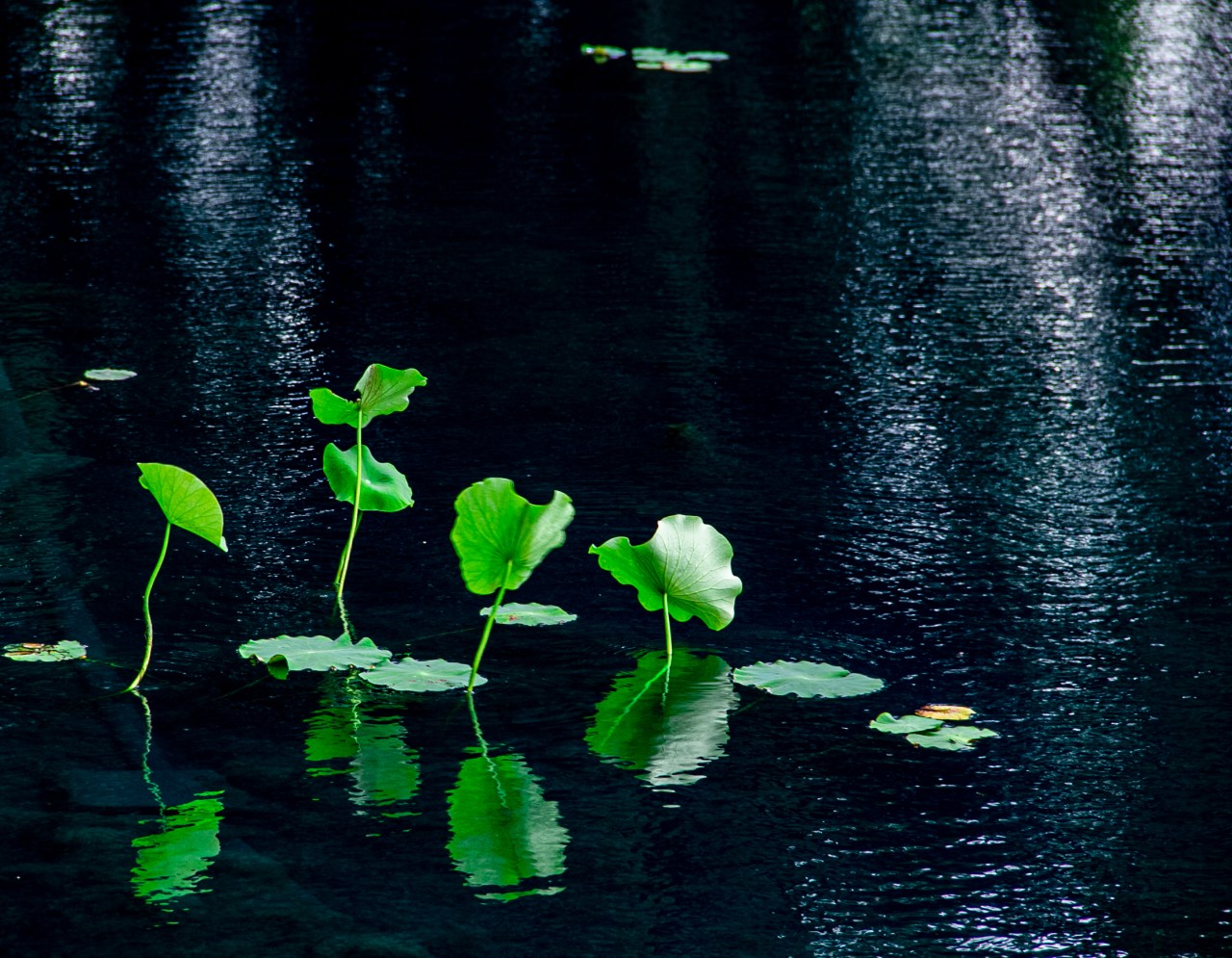 Pond Mont. Bot Garden