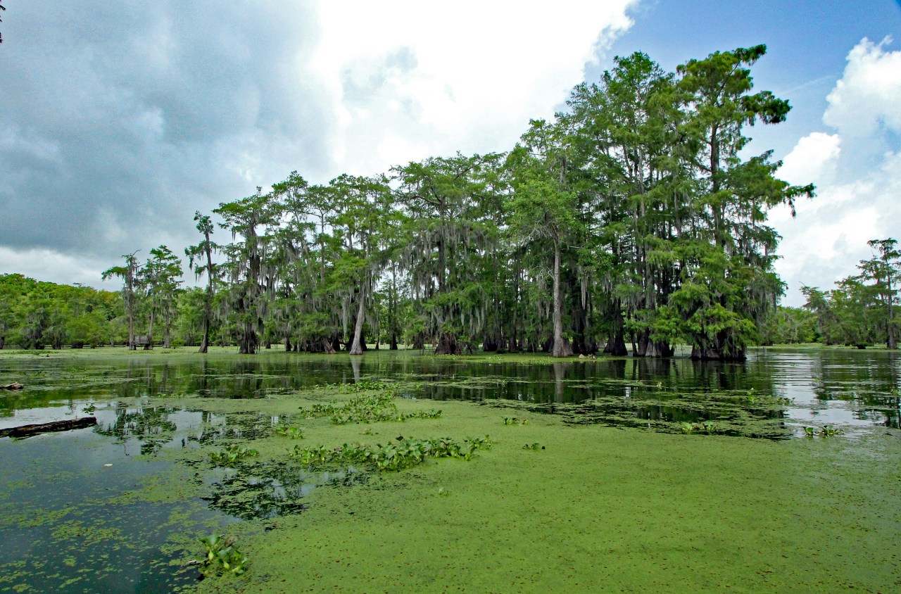 Swamp panorama edited
