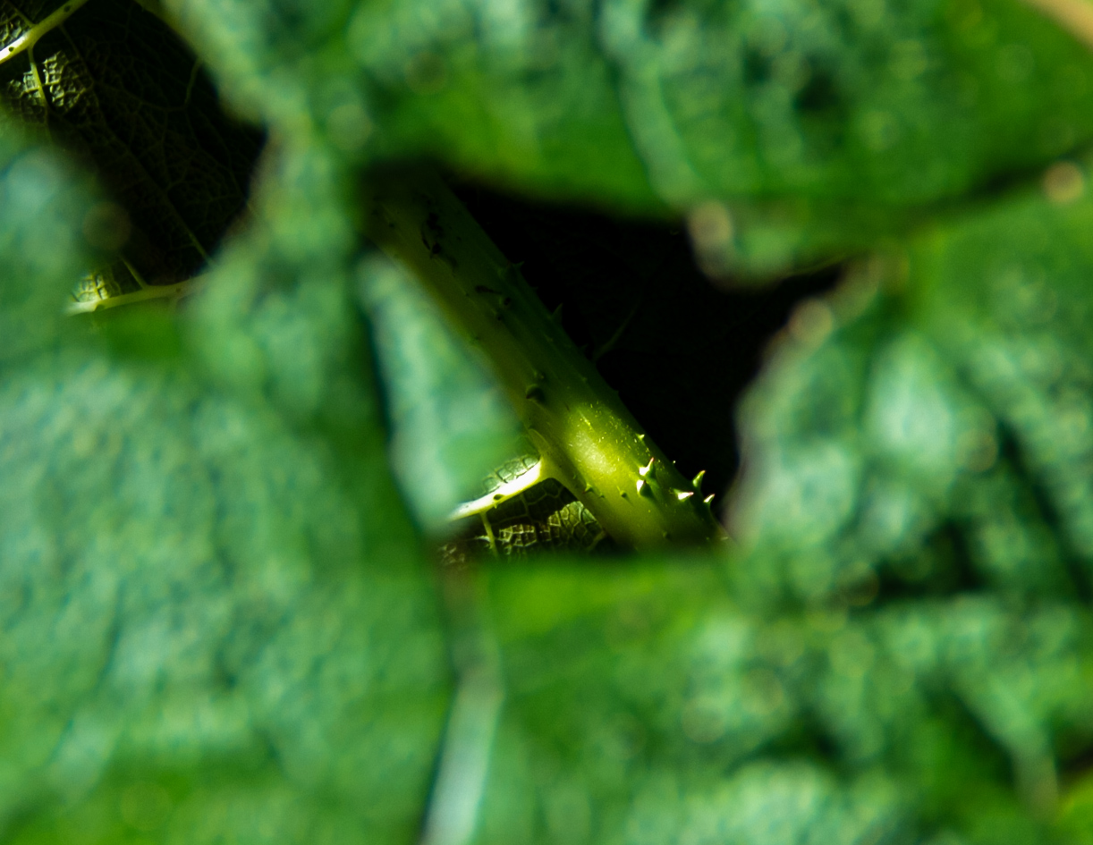 Thorns through a leaf