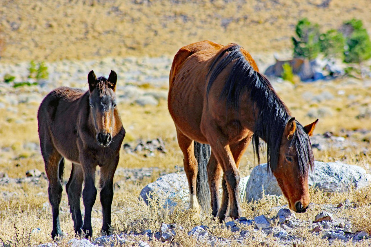 Mother and child 2019