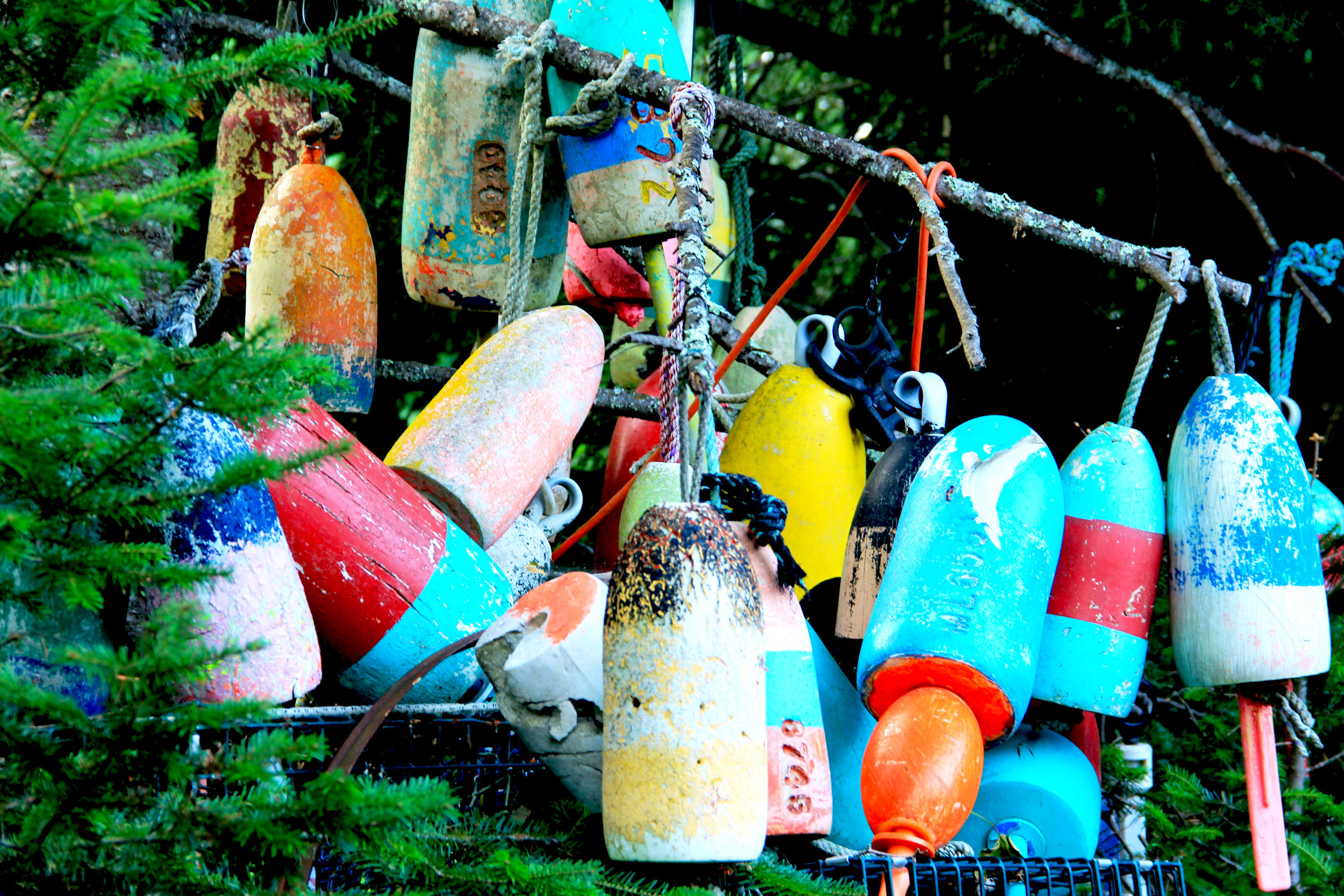 Bouys in tree