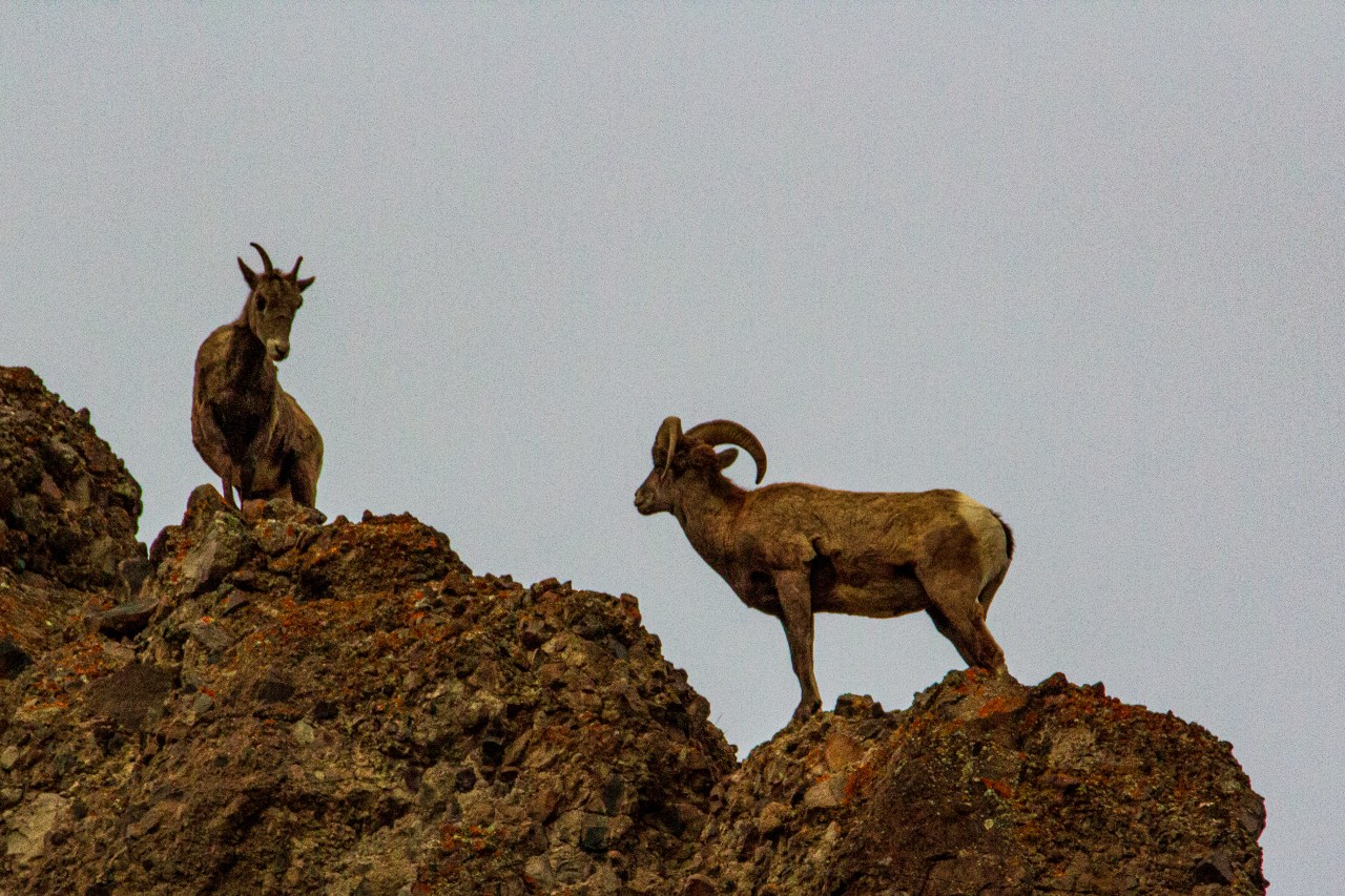 Bighorn sheep on peak