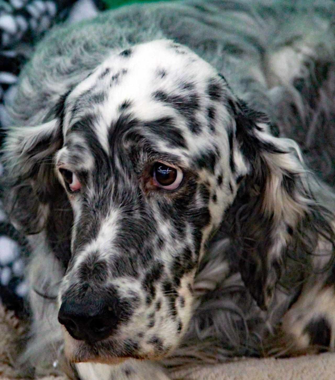 English Setter portrait 2