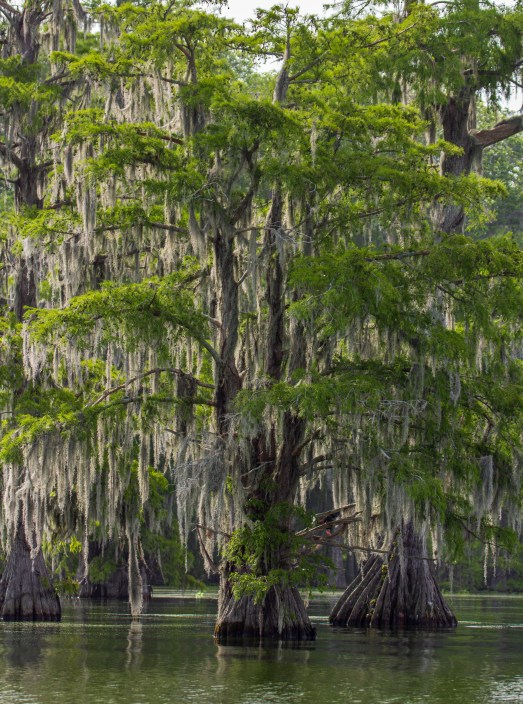Louisiana swamp