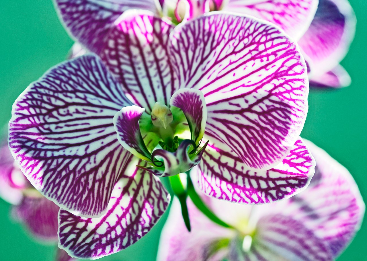 Orchid 3