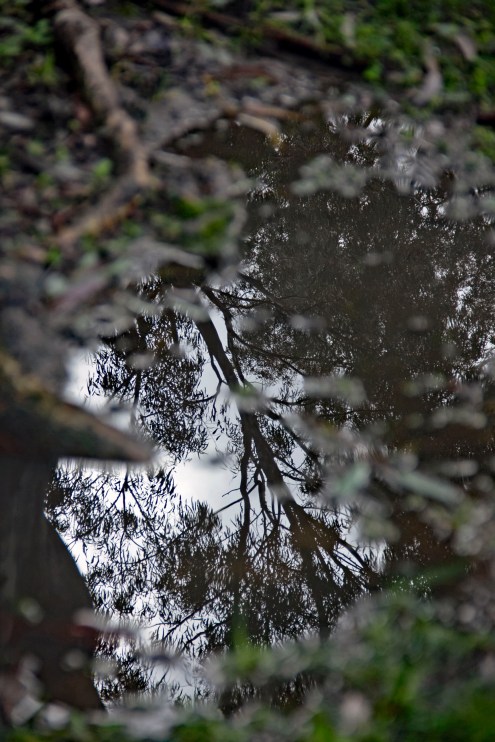 Tree reflection color