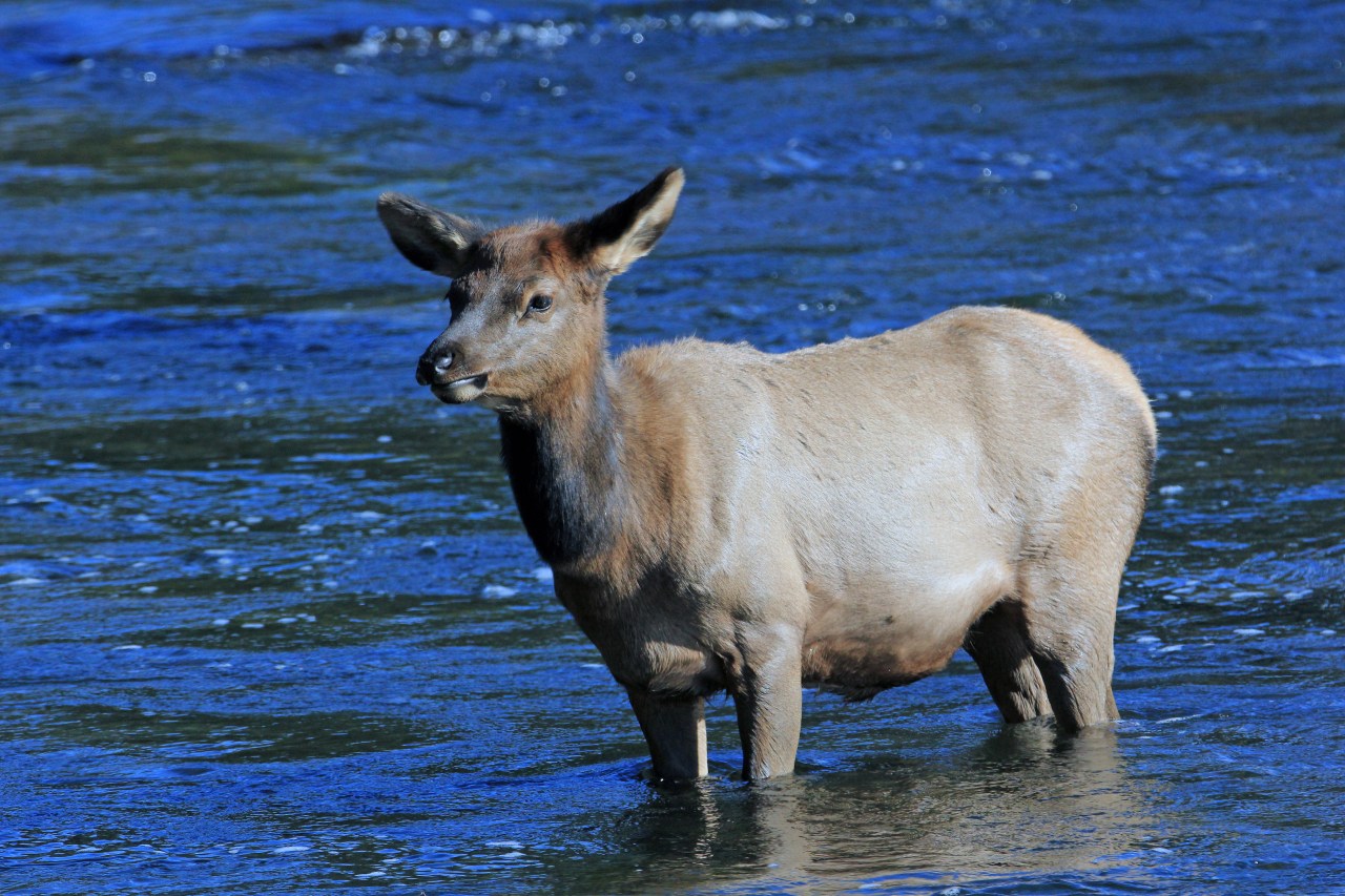 Baby elk madison river