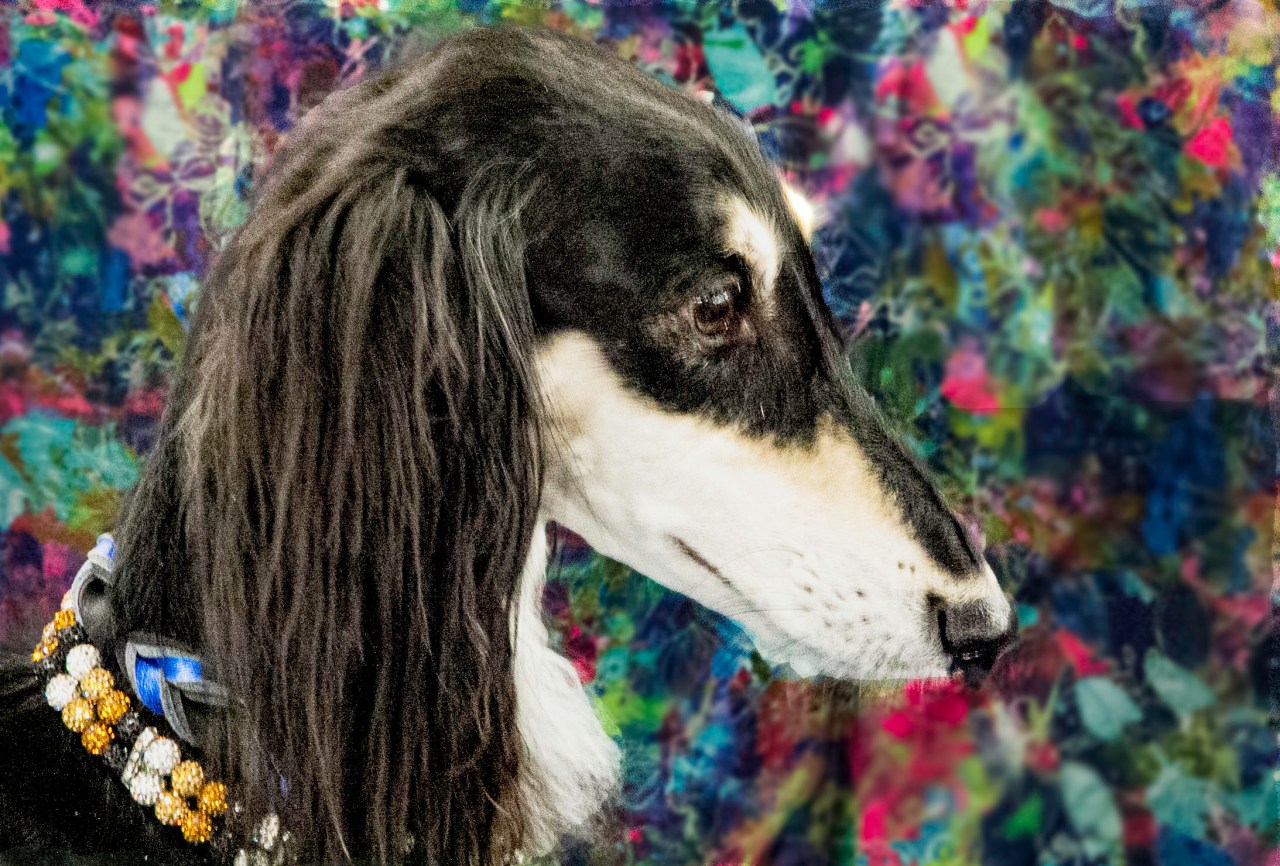 Saluki